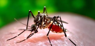 472 Chikungunya patients reported in Gwadar
