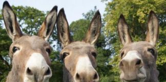 Donkeys being import to china from Pakistan