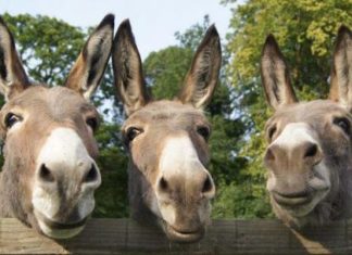 Donkeys being import to china from Pakistan