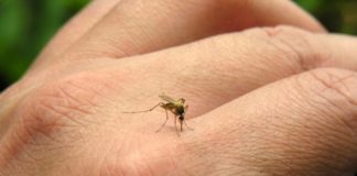 Chikundunya mosquito picture