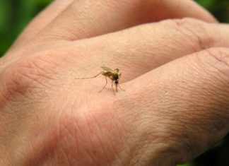 Chikundunya mosquito picture