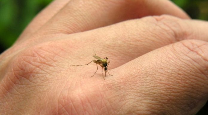 Chikundunya mosquito picture