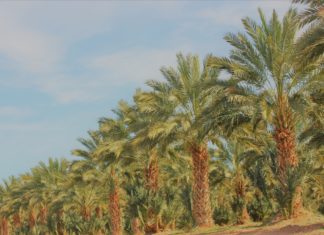 Date Factory in Balochistan