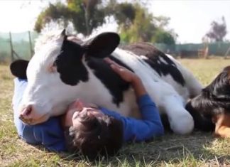 Show Love & respect for animals