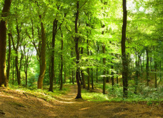 Let’s Green the drought land