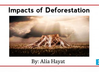 Impacts of Deforestation
